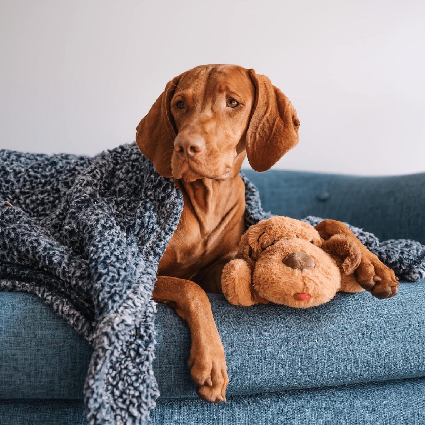 Heartbeat Puppy Toy – Calming Comfort Aid for Dogs