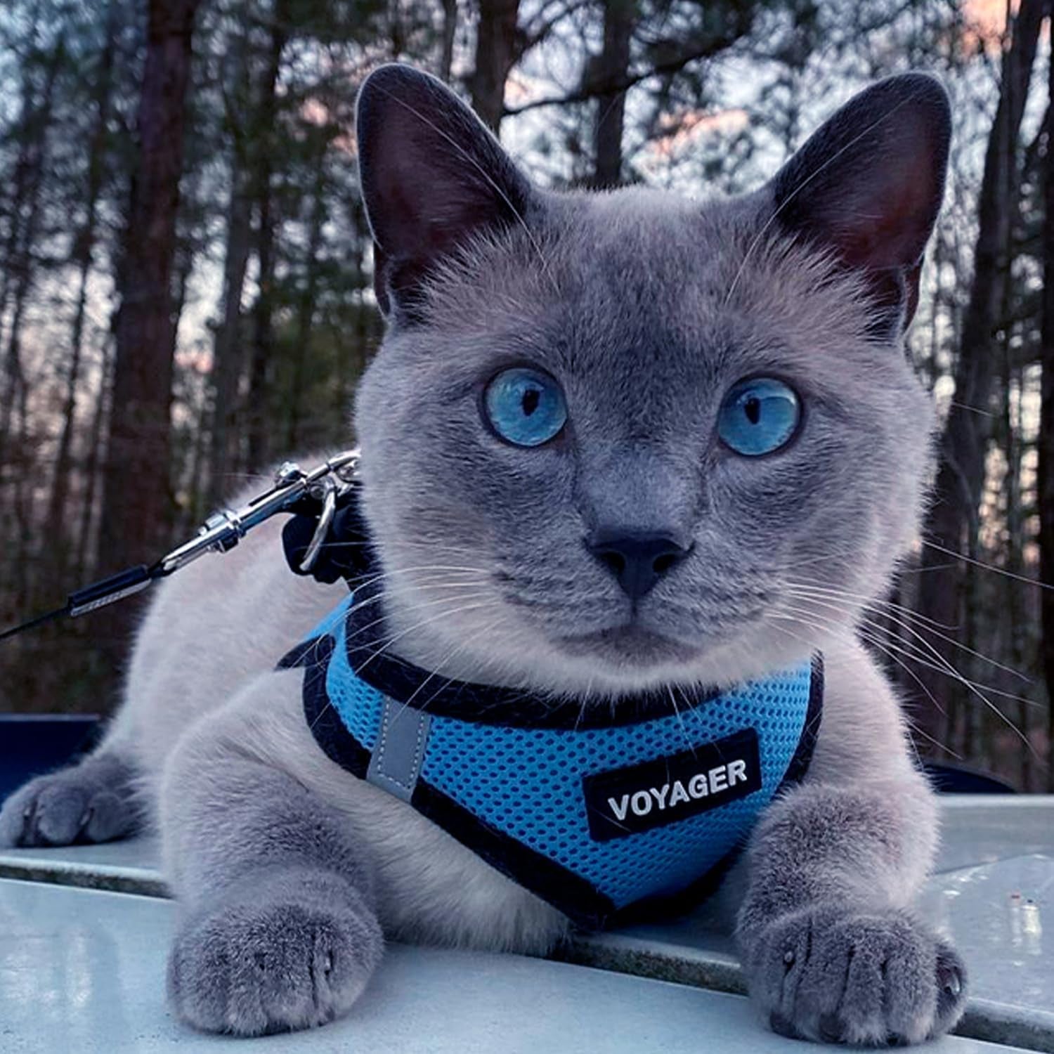 Voyager Step-In Air Harness 